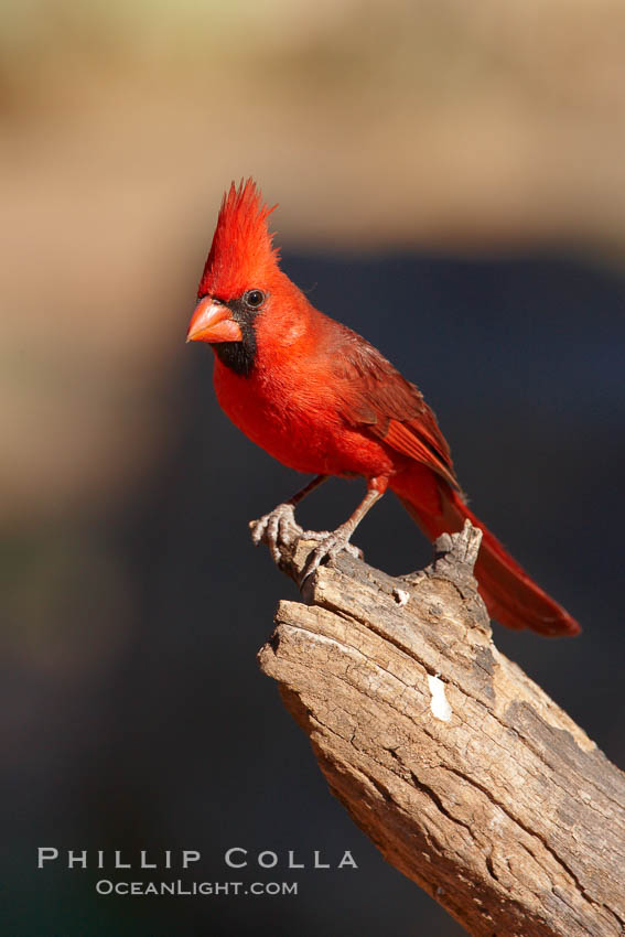Northern cardinal, male. Amado, Arizona, USA, Cardinalis cardinalis, natural history stock photograph, photo id 23076