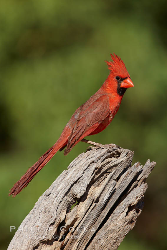 Northern cardinal, male. Amado, Arizona, USA, Cardinalis cardinalis, natural history stock photograph, photo id 23021