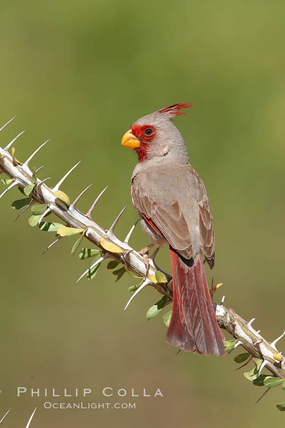 Pyrrhuloxia, male, Cardinalis sinuatus, Amado, Arizona