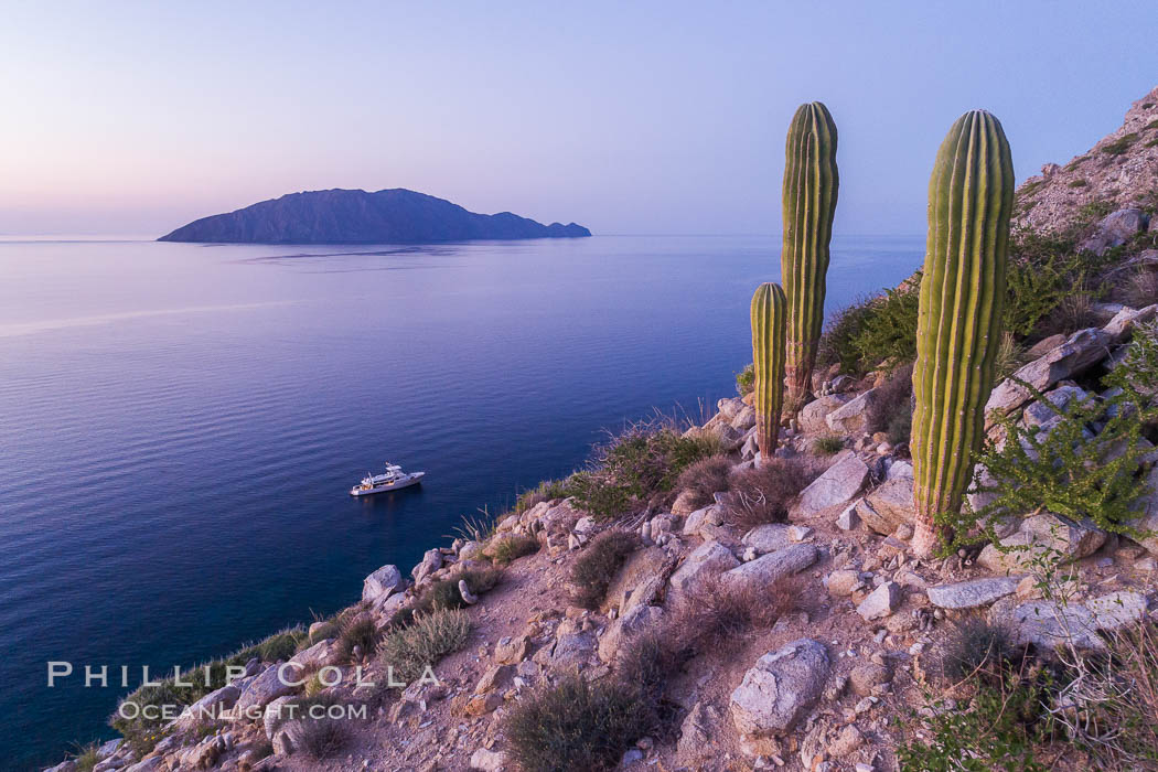 Cardon Cactus on Isla San Diego, Aerial View, Baja California. Mexico, natural history stock photograph, photo id 33578