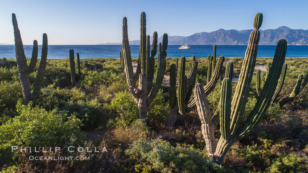 Cardon Cactus on Isla San Jose, Aerial View, Baja California. Mexico, natural history stock photograph, photo id 33626