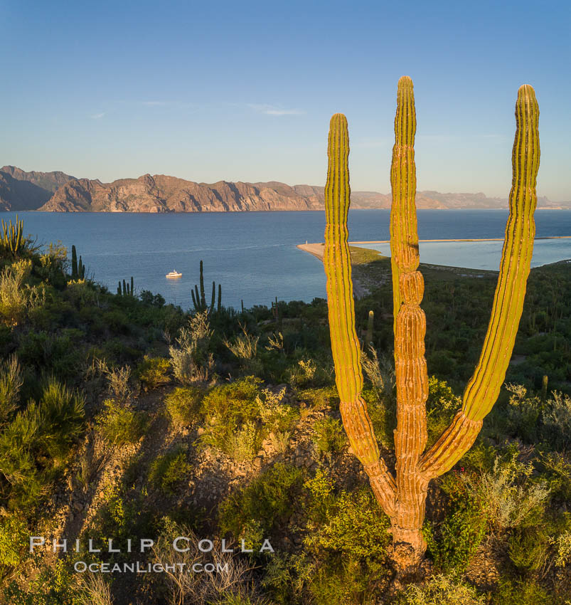 Cardon Cactus on Isla San Jose, Aerial View, Baja California. Mexico, natural history stock photograph, photo id 33624