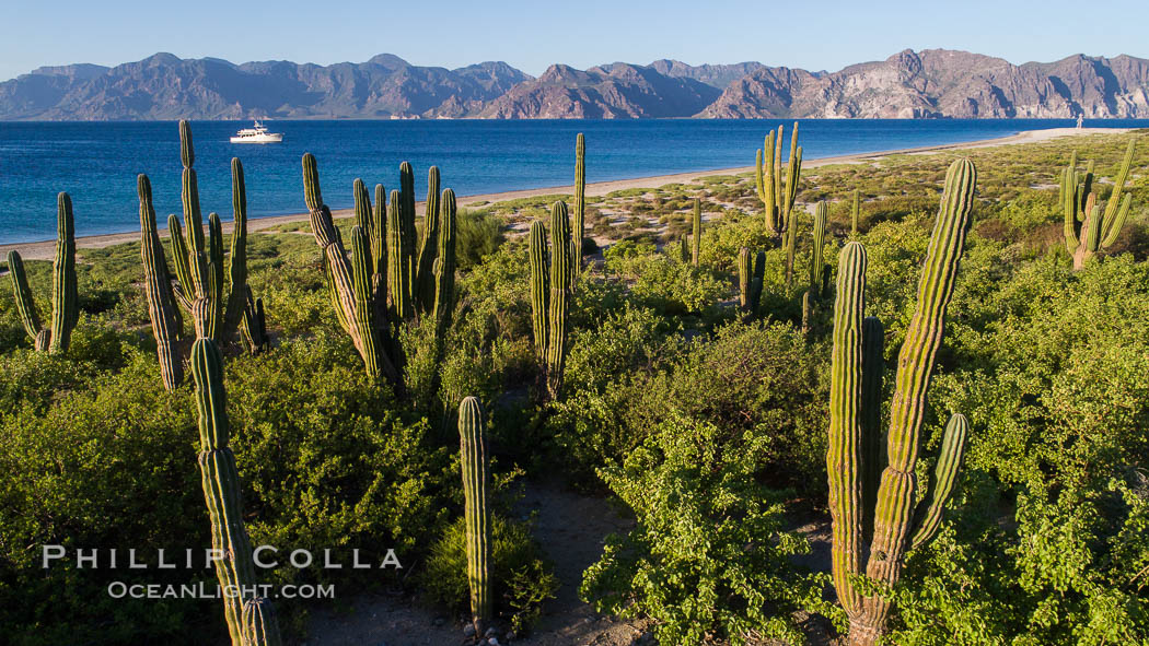 Cardon Cactus on Isla San Jose, Aerial View, Baja California. Mexico, natural history stock photograph, photo id 33625