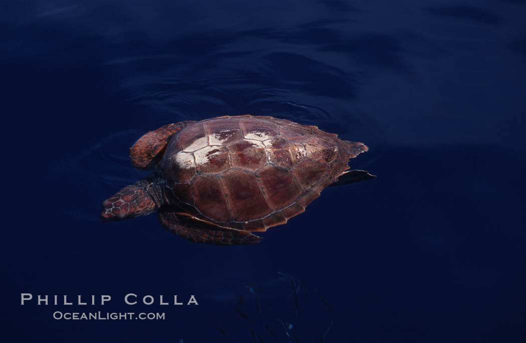 Juvenile loggerhead turtle basking at surface. Sao Miguel Island, Azores, Portugal, Caretta caretta, natural history stock photograph, photo id 05483