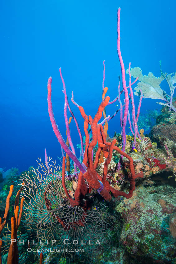 Beautiful Caribbean coral reef, sponges and hard corals, Grand Cayman Island. Cayman Islands, natural history stock photograph, photo id 32114