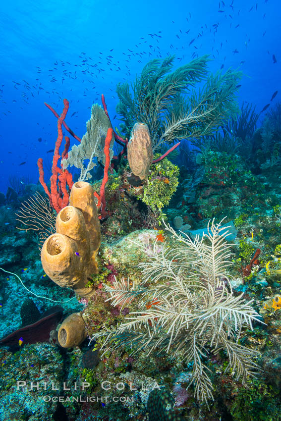 Beautiful Caribbean coral reef, sponges and hard corals, Grand Cayman Island. Cayman Islands, natural history stock photograph, photo id 32178