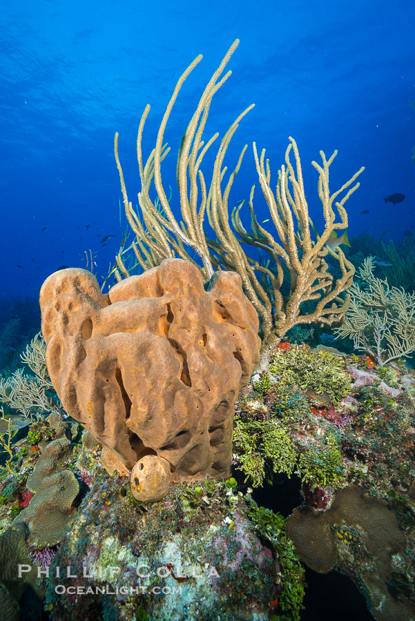 Beautiful Caribbean coral reef, sponges and hard corals, Grand Cayman Island., natural history stock photograph, photo id 32180