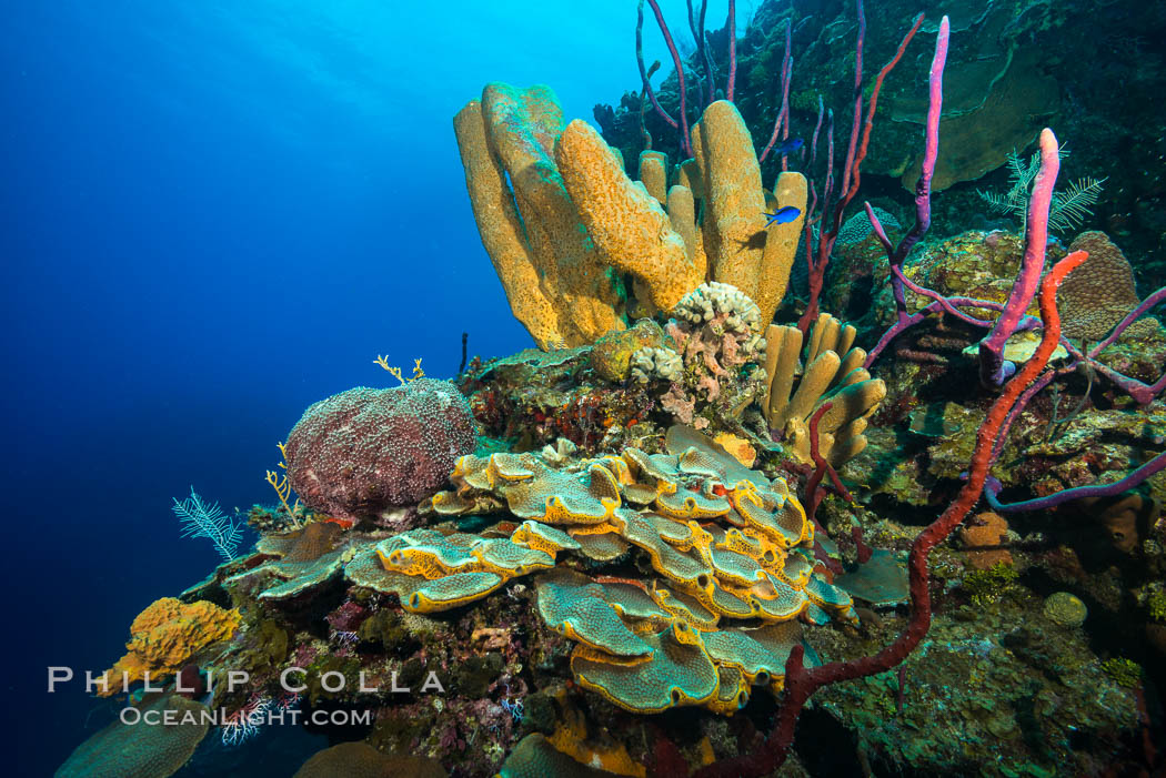 Beautiful Caribbean coral reef, sponges and hard corals, Grand Cayman Island