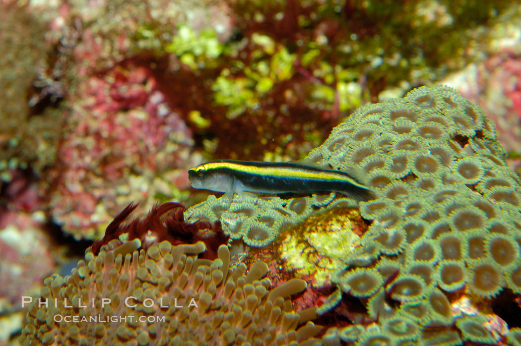 Unidentified Caribbean goby., natural history stock photograph, photo id 09468