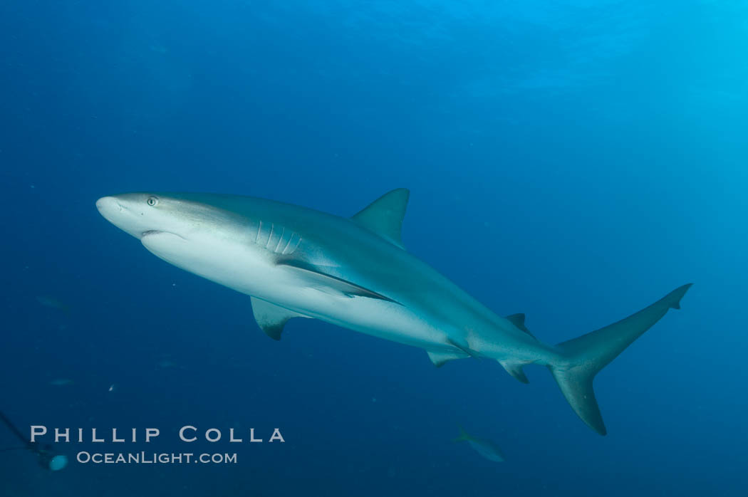 Caribbean reef shark. Bahamas, Carcharhinus perezi, natural history stock photograph, photo id 10626