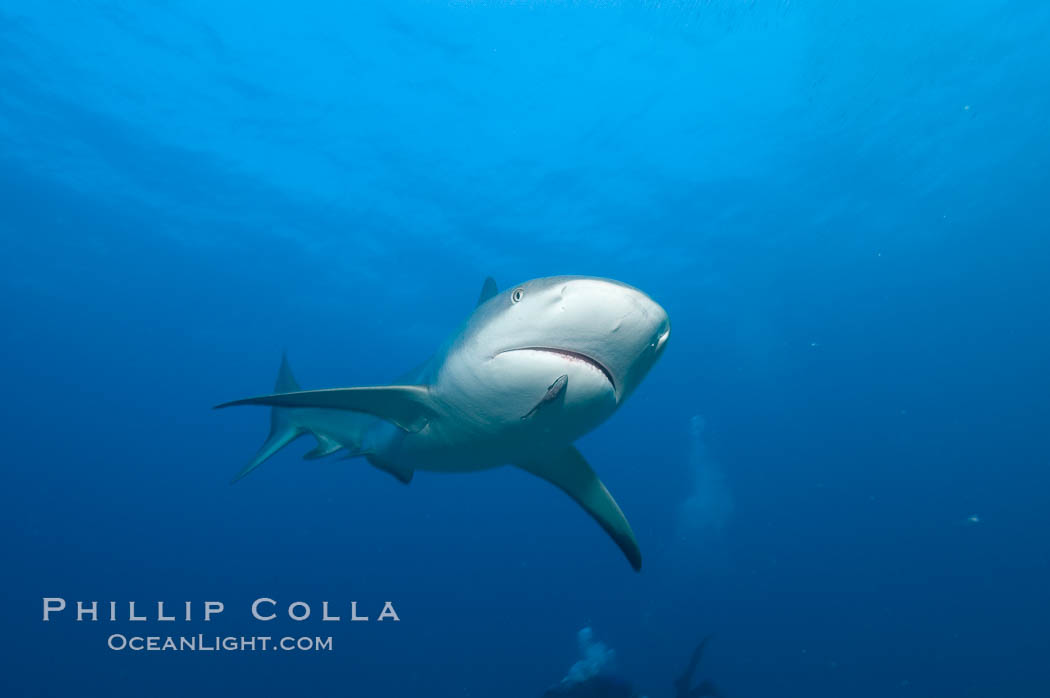 Caribbean reef shark with small sharksucker visible on underside. Bahamas, Carcharhinus perezi, Echeneis naucrates, natural history stock photograph, photo id 10630