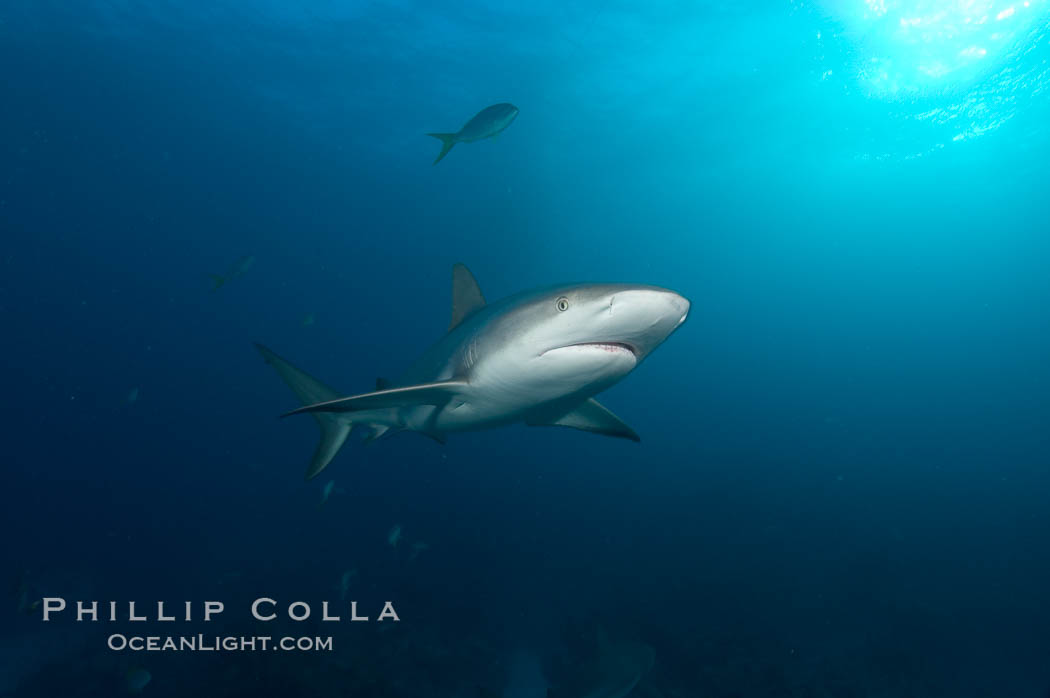 Caribbean reef shark. Bahamas, Carcharhinus perezi, natural history stock photograph, photo id 10638