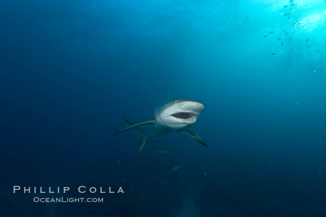 Caribbean reef shark. Bahamas, Carcharhinus perezi, natural history stock photograph, photo id 10642