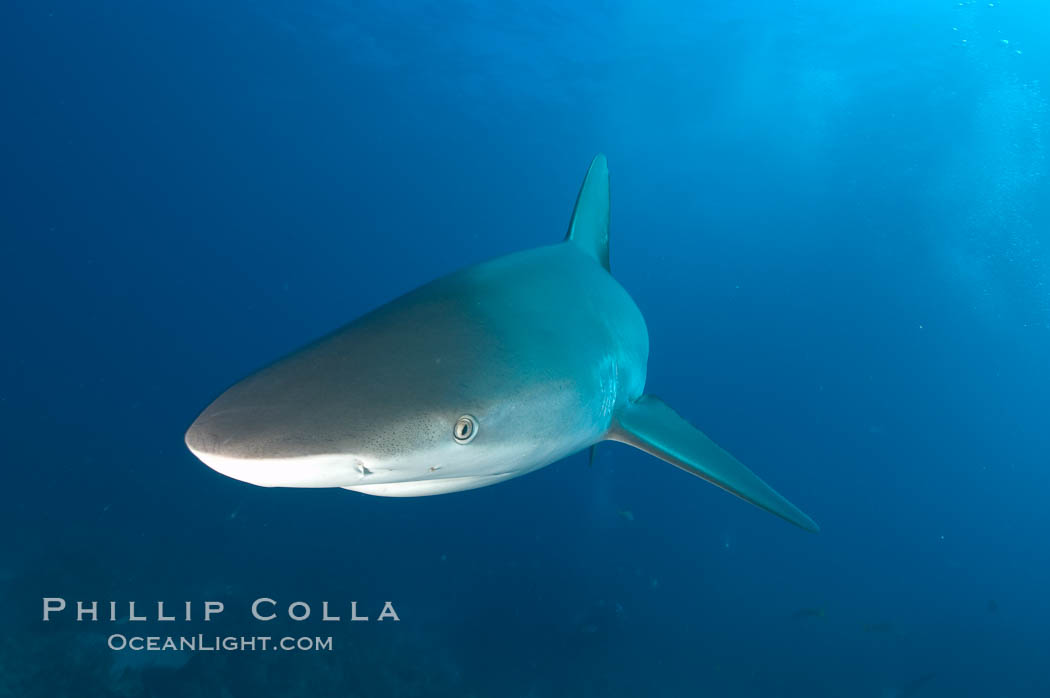Caribbean reef shark. Bahamas, Carcharhinus perezi, natural history stock photograph, photo id 10624