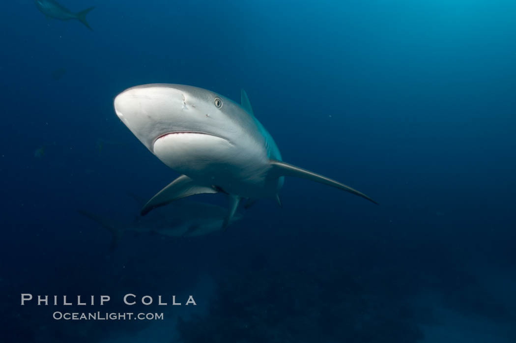 Caribbean reef shark. Bahamas, Carcharhinus perezi, natural history stock photograph, photo id 10636