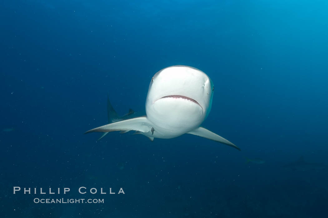 Caribbean reef shark. Bahamas, Carcharhinus perezi, natural history stock photograph, photo id 10631