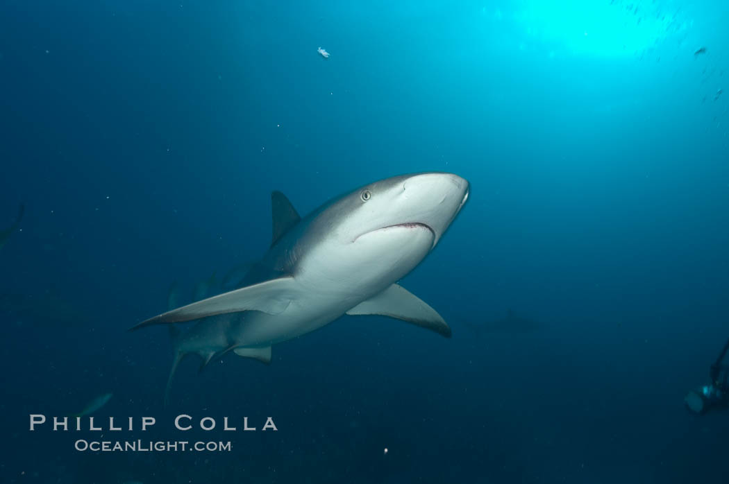 Caribbean reef shark. Bahamas, Carcharhinus perezi, natural history stock photograph, photo id 10635