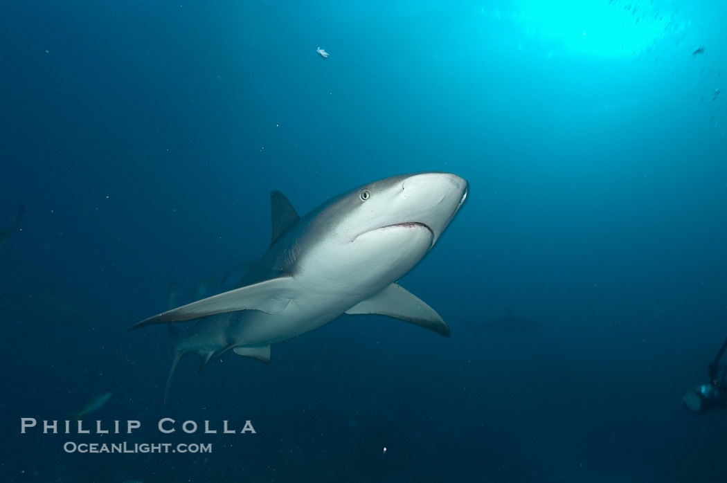 Caribbean reef shark., Carcharhinus perezi, natural history stock photograph, photo id 10635