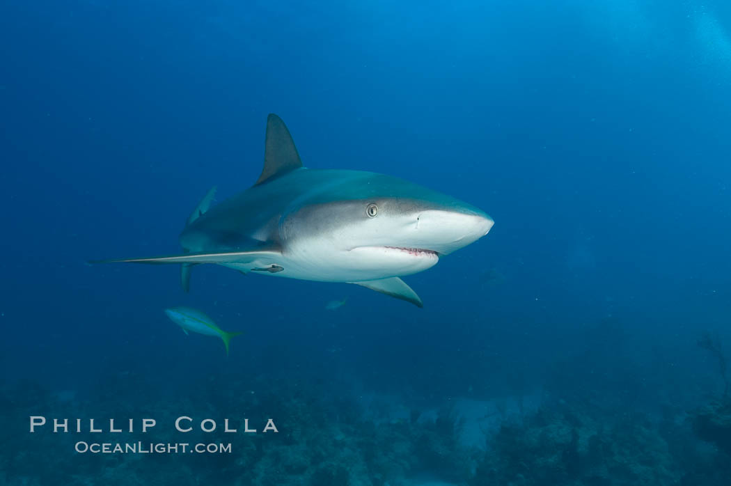Caribbean reef shark. Bahamas, Carcharhinus perezi, natural history stock photograph, photo id 10625