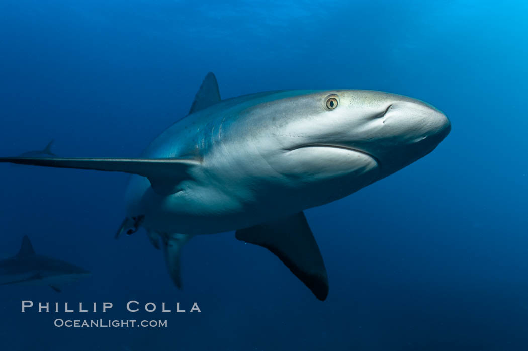 Caribbean reef shark, ampullae of Lorenzini visible on snout, Carcharhinus perezi