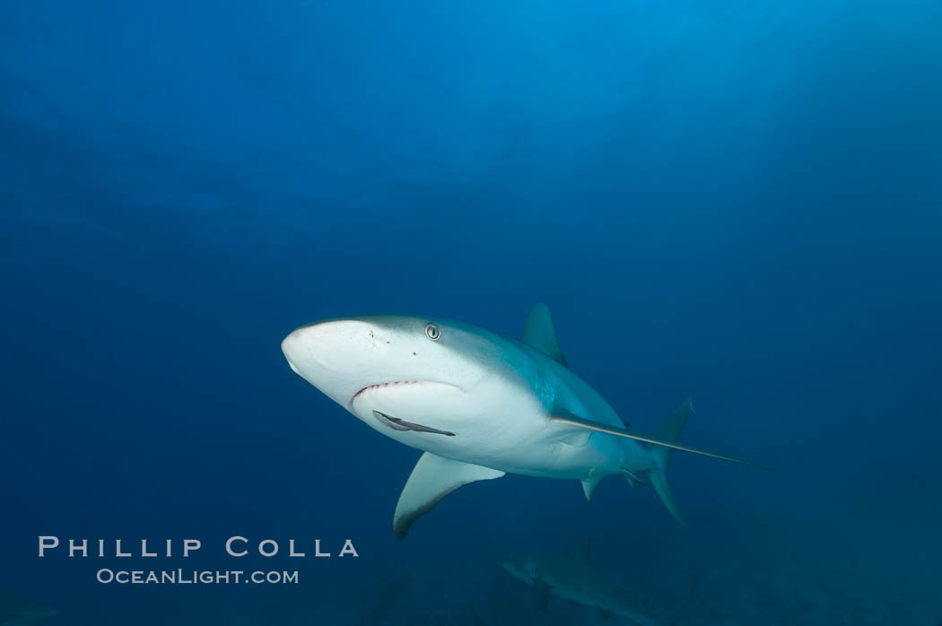 Caribbean reef shark with small sharksucker visible on underside. Bahamas, Carcharhinus perezi, Echeneis naucrates, natural history stock photograph, photo id 10554