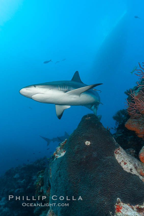 Caribbean reef shark swims over a coral reef. Bahamas, Carcharhinus perezi, natural history stock photograph, photo id 10558