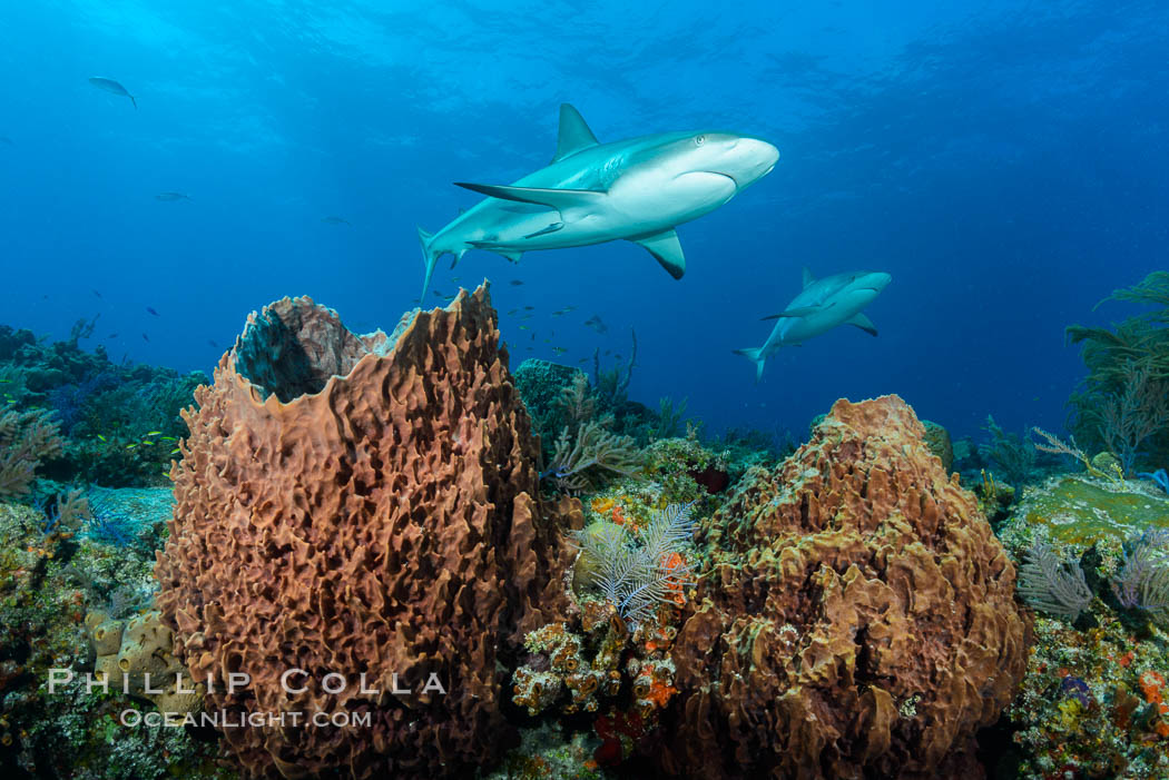 Caribbean reef shark swims over sponges and coral reef. Bahamas, Carcharhinus perezi, natural history stock photograph, photo id 31978