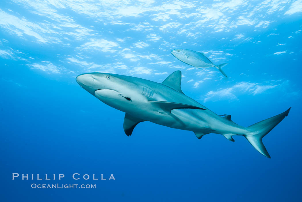 Caribbean reef shark with fishing hook. Bahamas, Carcharhinus perezi, natural history stock photograph, photo id 31982