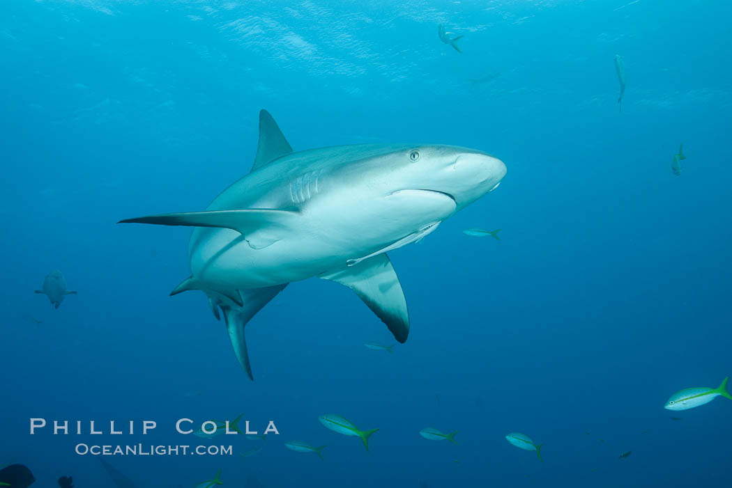 Caribbean reef shark. Bahamas, Carcharhinus perezi, natural history stock photograph, photo id 31986