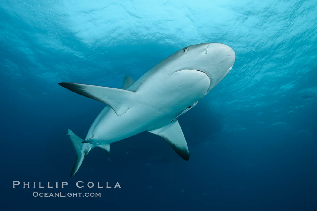 Caribbean reef shark. Bahamas, Carcharhinus perezi, natural history stock photograph, photo id 32002