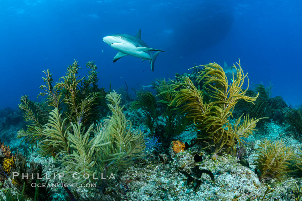 Caribbean reef shark swims over coral reef. Bahamas, Carcharhinus perezi, natural history stock photograph, photo id 32006