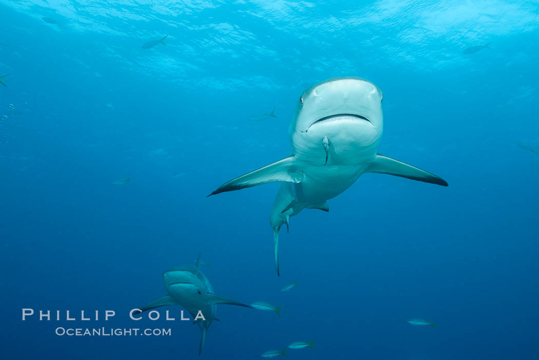 Caribbean reef shark. Bahamas, Carcharhinus perezi, natural history stock photograph, photo id 32010