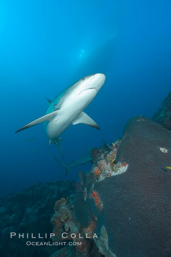 Caribbean reef shark swims over a coral reef, Carcharhinus perezi