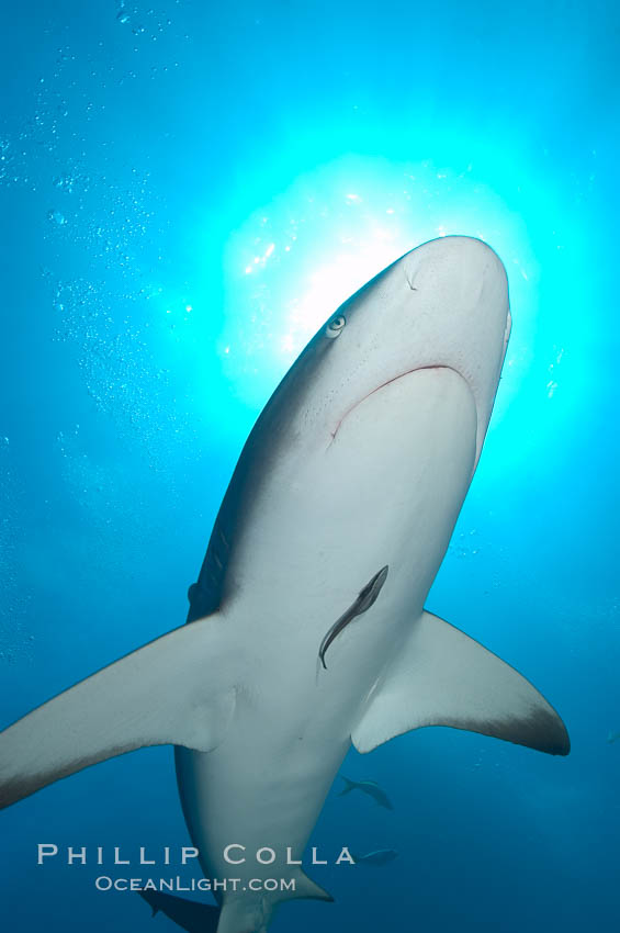 Caribbean reef shark with small sharksucker visible on underside. Bahamas, Carcharhinus perezi, Echeneis naucrates, natural history stock photograph, photo id 10560