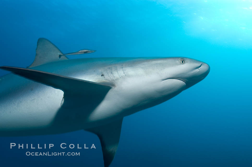 Caribbean reef shark. Bahamas, Carcharhinus perezi, natural history stock photograph, photo id 10564