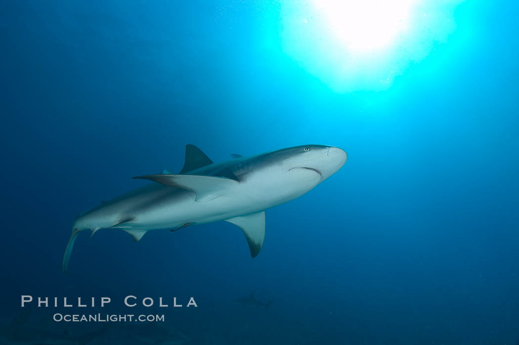 Caribbean reef shark. Bahamas, Carcharhinus perezi, natural history stock photograph, photo id 10568