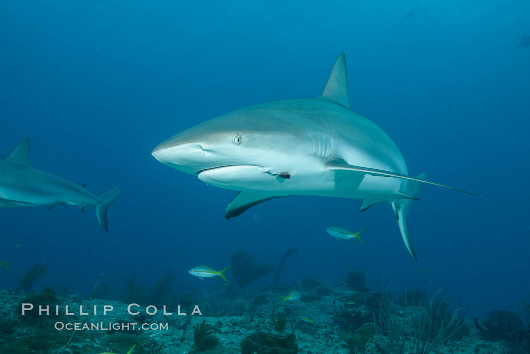 Caribbean reef shark with fishing hook. Bahamas, Carcharhinus perezi, natural history stock photograph, photo id 31980