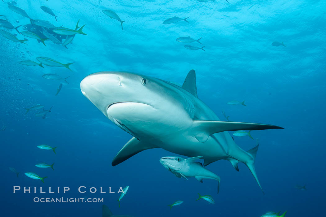 Caribbean reef shark. Bahamas, Carcharhinus perezi, natural history stock photograph, photo id 31988