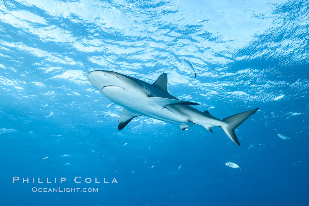 Caribbean reef shark. Bahamas, Carcharhinus perezi, natural history stock photograph, photo id 31992