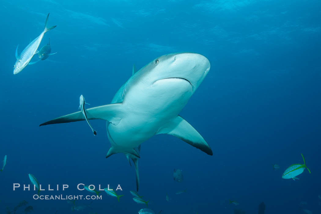 Caribbean reef shark. Bahamas, Carcharhinus perezi, natural history stock photograph, photo id 32000