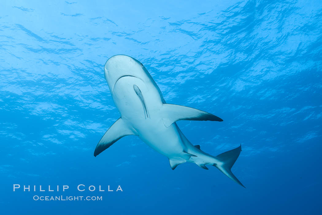 Caribbean reef shark. Bahamas, Carcharhinus perezi, natural history stock photograph, photo id 32004