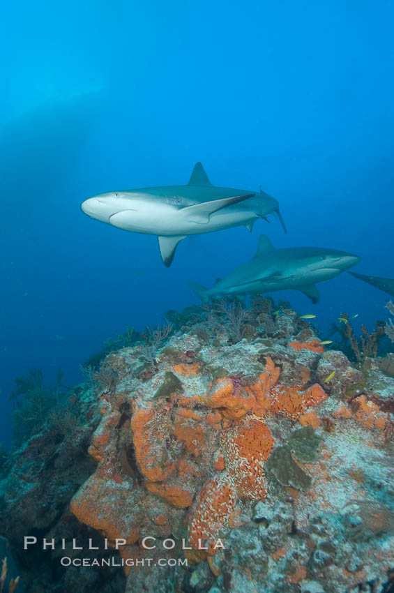 Caribbean reef shark swims over a coral reef. Bahamas, Carcharhinus perezi, natural history stock photograph, photo id 10575