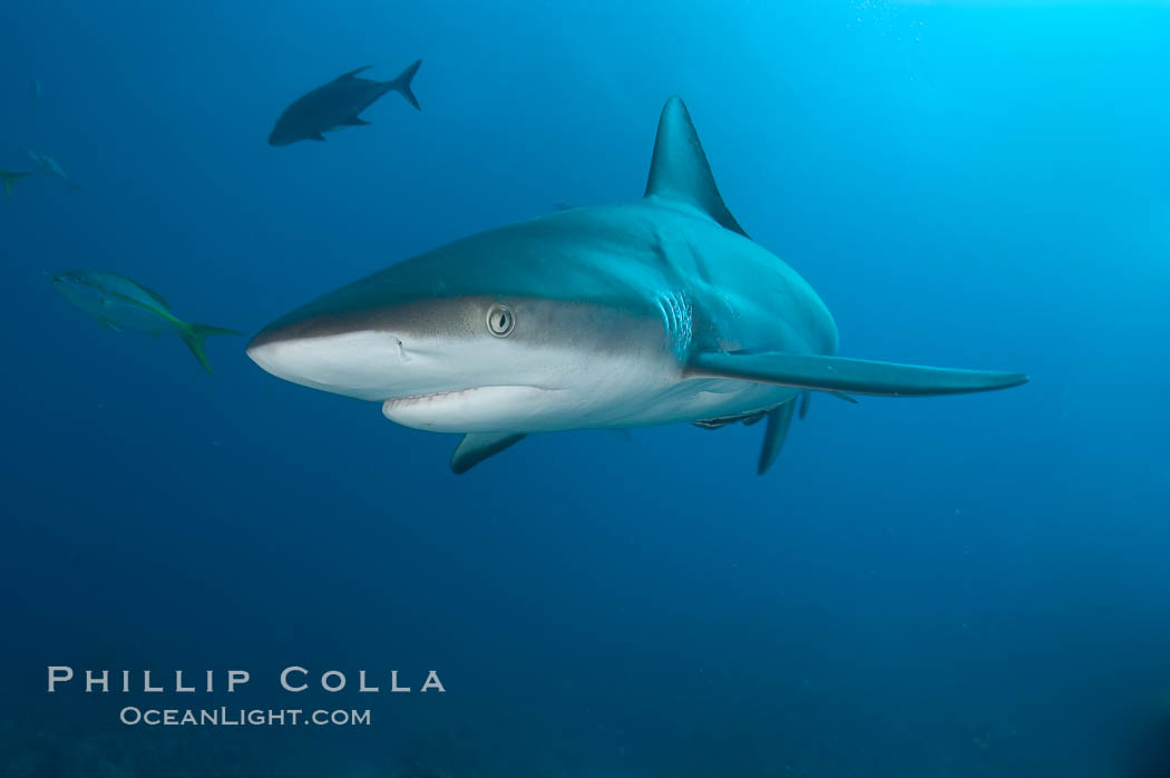 Caribbean reef shark. Bahamas, Carcharhinus perezi, natural history stock photograph, photo id 10579