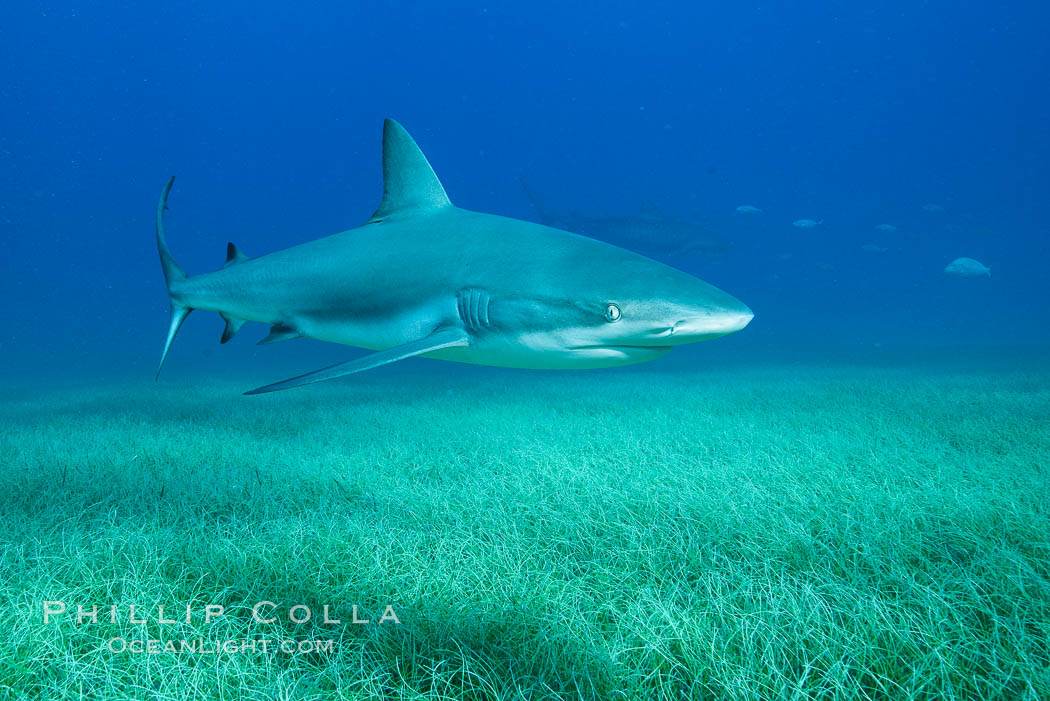 Caribbean reef shark swimming over eel grass. Bahamas, Carcharhinus perezi, natural history stock photograph, photo id 31991