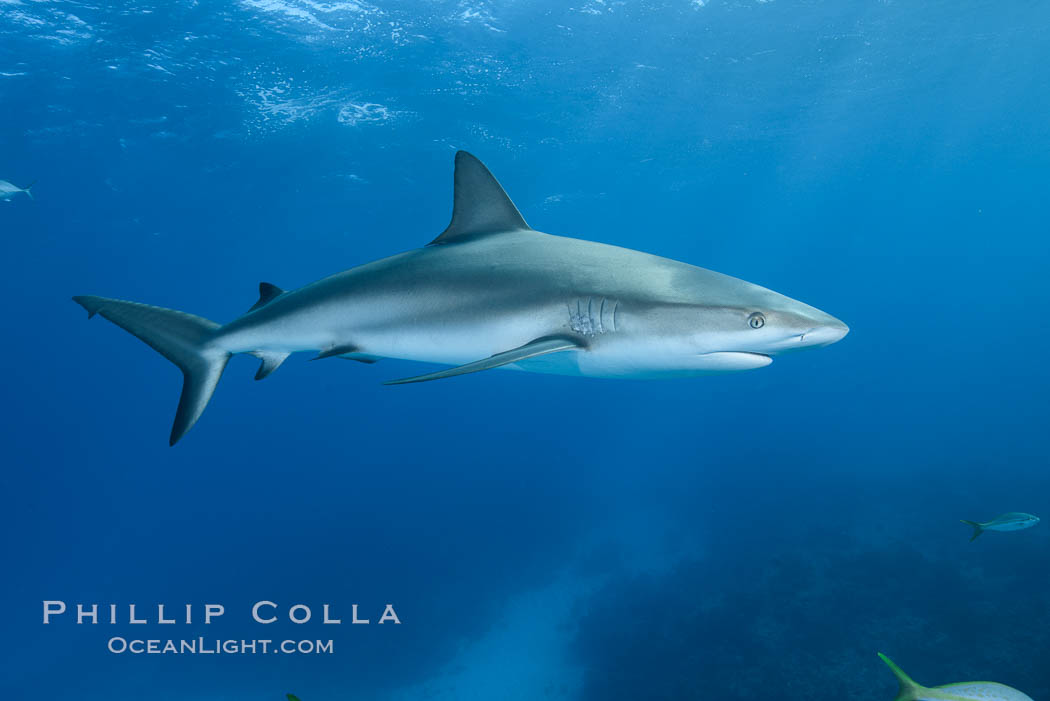 Caribbean reef shark. Bahamas, Carcharhinus perezi, natural history stock photograph, photo id 31995