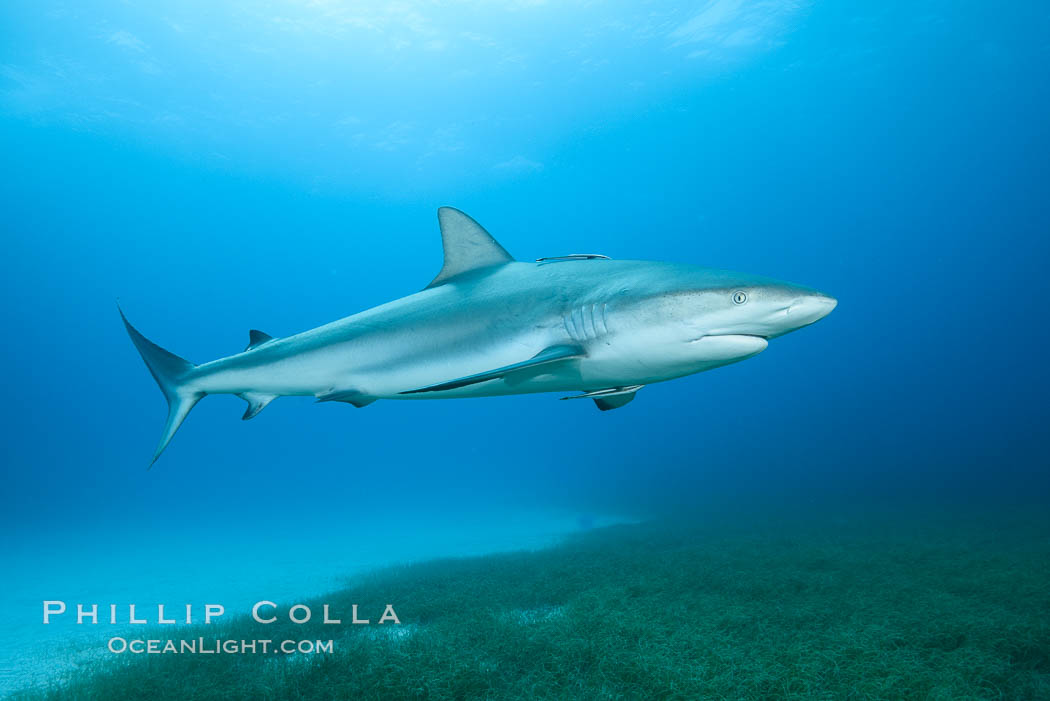 Caribbean reef shark swimming over eel grass. Bahamas, Carcharhinus perezi, natural history stock photograph, photo id 32007