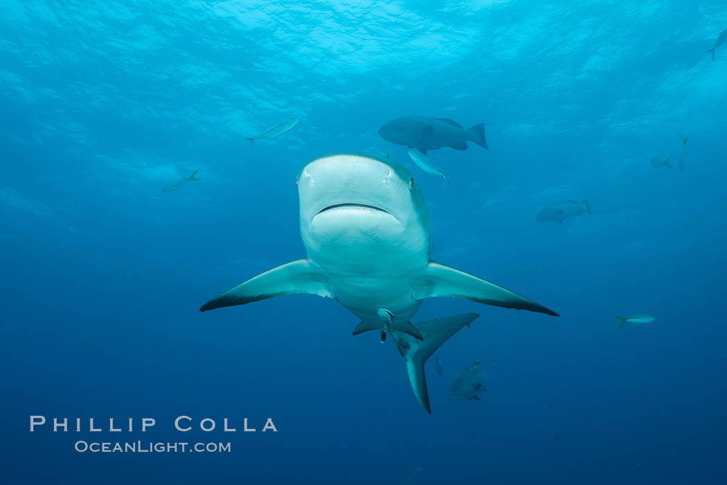 Caribbean reef shark. Bahamas, Carcharhinus perezi, natural history stock photograph, photo id 32011