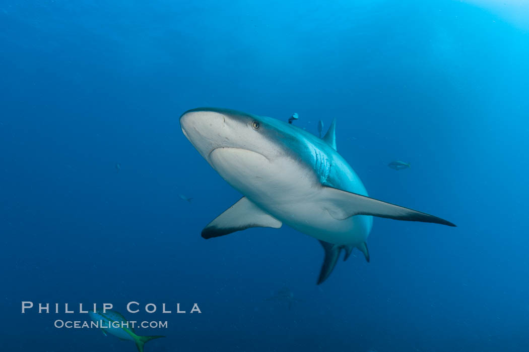 Caribbean reef shark, Carcharhinus perezi