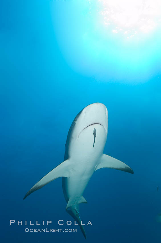 Caribbean reef shark with small sharksucker visible on underside. Bahamas, Carcharhinus perezi, Echeneis naucrates, natural history stock photograph, photo id 10553