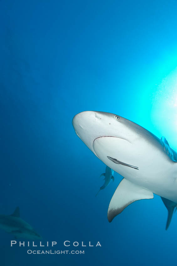 Caribbean reef shark with small sharksucker visible on underside. Bahamas, Carcharhinus perezi, Echeneis naucrates, natural history stock photograph, photo id 10561